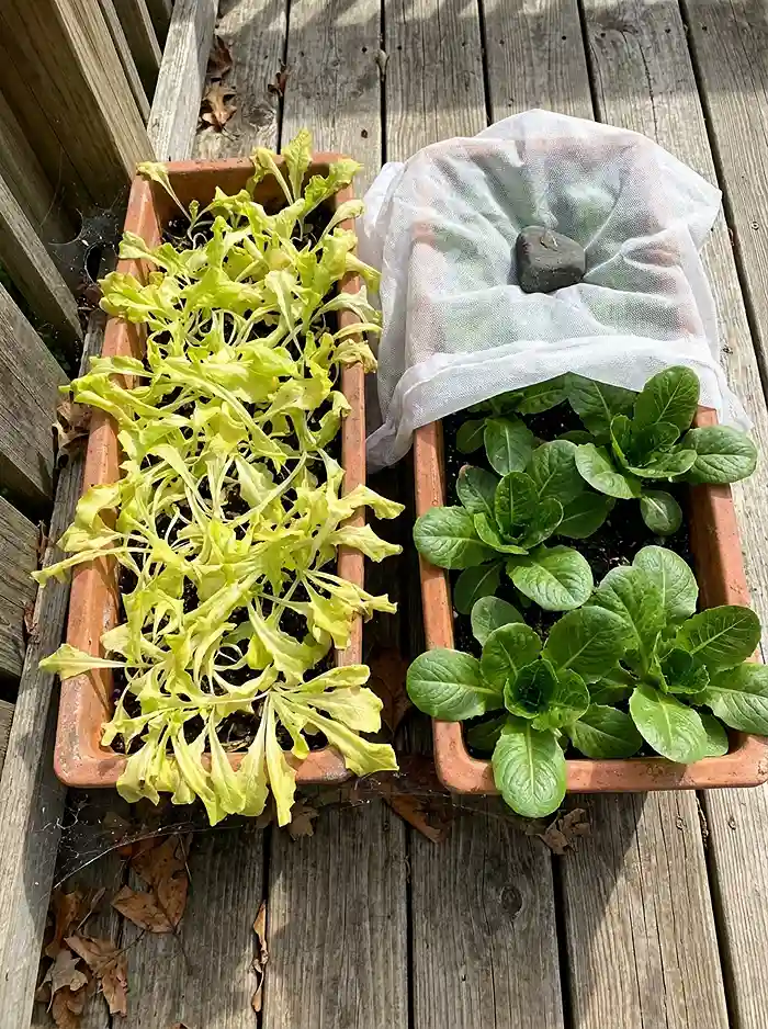 How Deep Should a Planter Be for Salad Greens? 5 Overcrowded vs properly spaced lettuce containers showing common growing mistakes