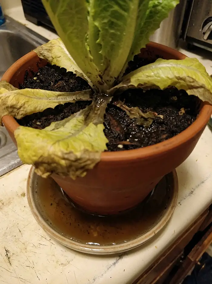 Overwatered potted lettuce showing yellow leaves and waterlogged soil