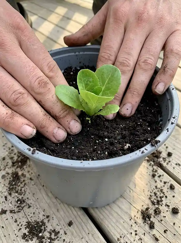 How Deep Should a Planter Be for Salad Greens? 4 Planting lettuce seedling at correct crown depth in a container garden