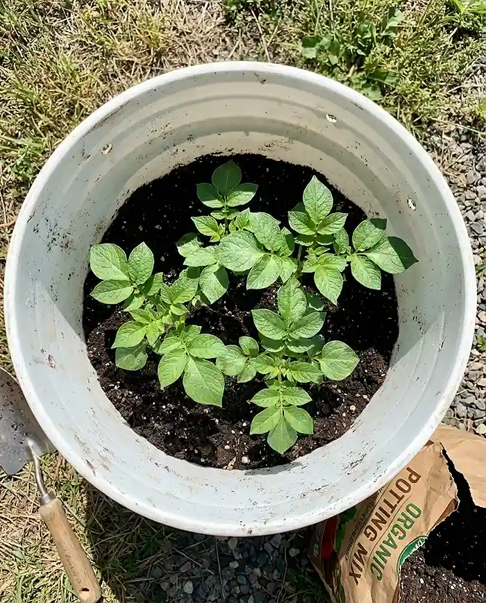 Potato plants growing in a 5-gallon bucket using the hilling method
