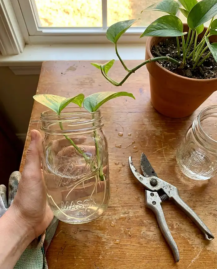 How to Start a Garden Without Getting Overwhelmed 5 How to start a garden without getting overwhelmed