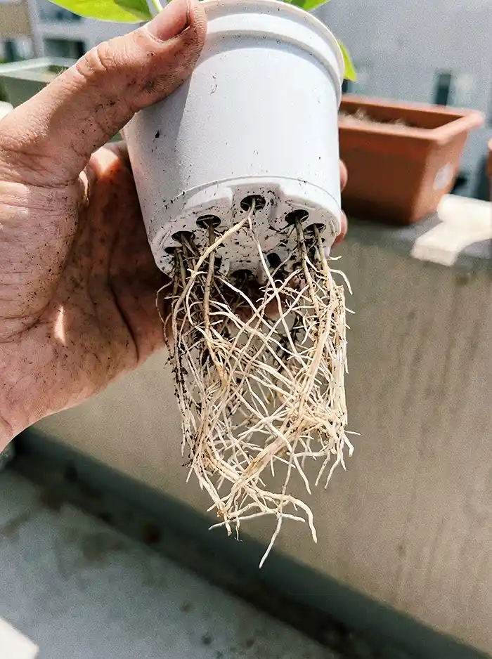 Root-bound plant with roots escaping drainage holes of small nursery pot