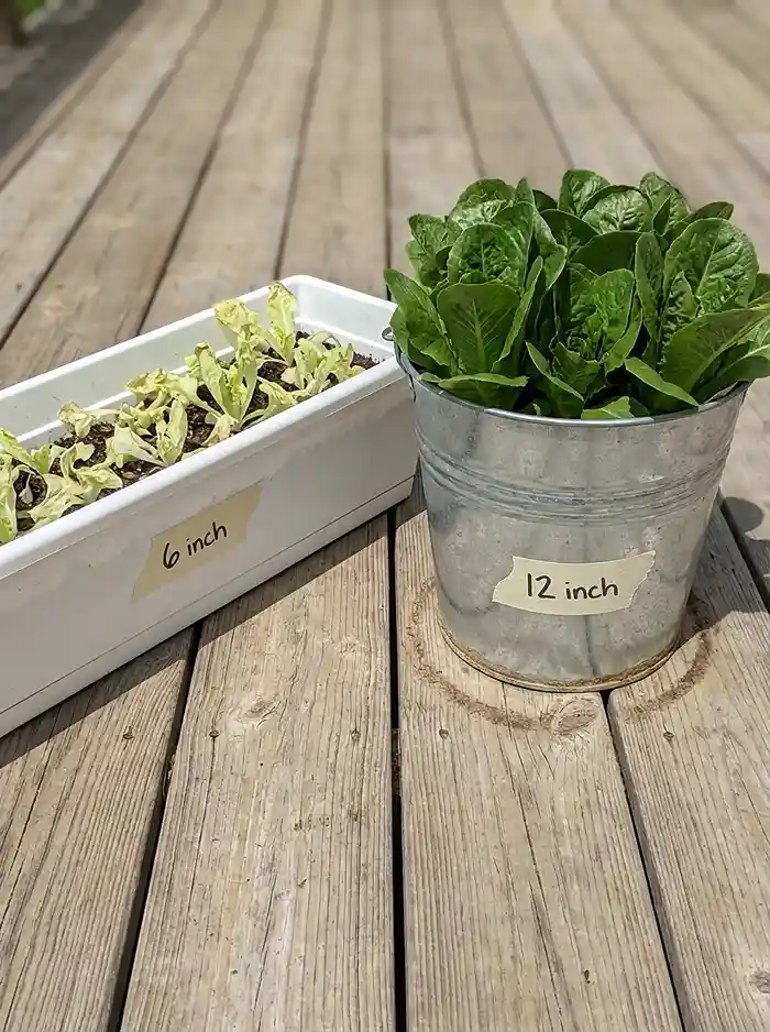 How Deep Should a Planter Be for Salad Greens? 2 Side by side comparison of 6 inch vs 12 inch planter depth for lettuce