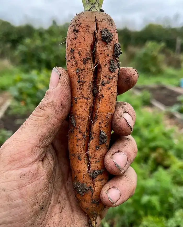 Split and cracked beet pulled from container showing irregular watering damage