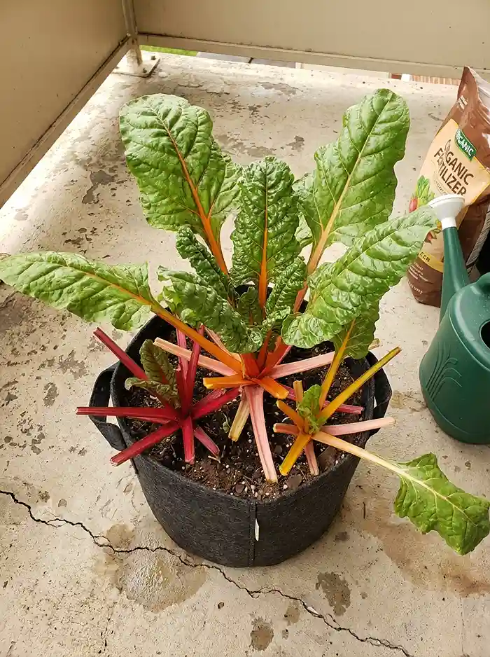 Cut and Come Again Greens 4 Swiss chard in a container with outer leaves harvested for regrowth