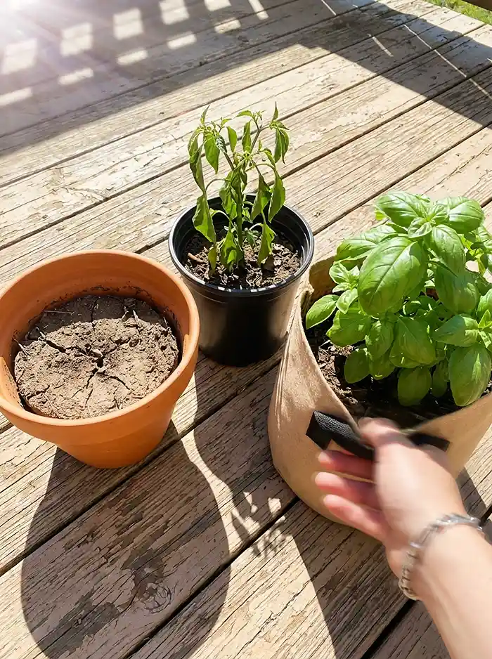 Soil Mistakes in Container Gardening 3 Terracotta plastic and fabric grow bag containers compared side by side