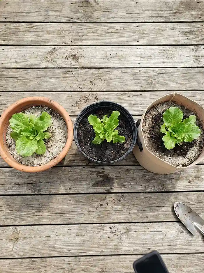 Terracotta plastic and fabric pots showing different soil moisture levels for lettuce
