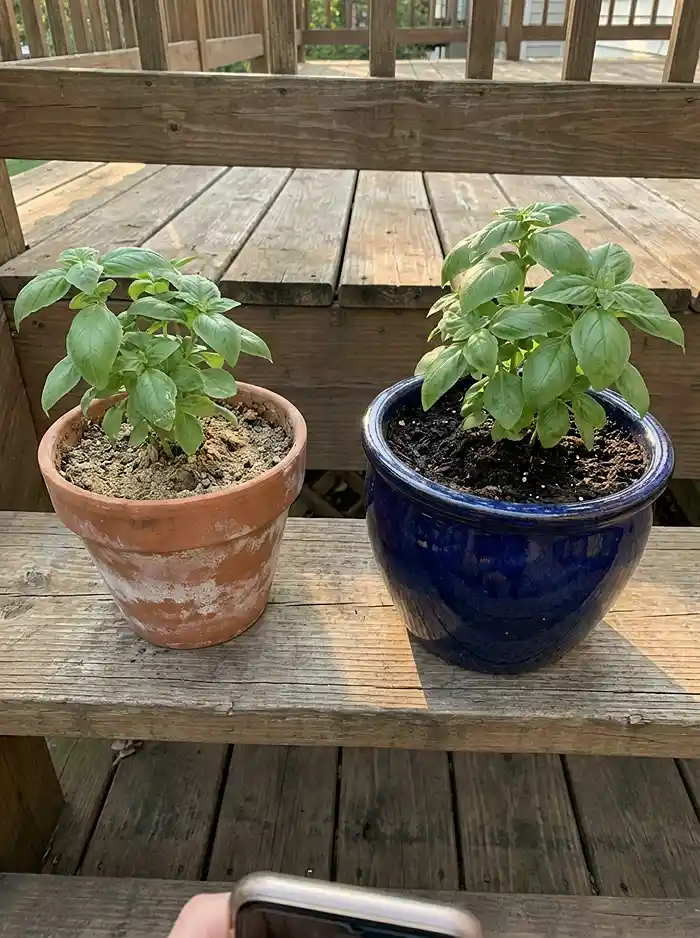Terracotta vs glazed ceramic pot showing soil moisture difference in containers
