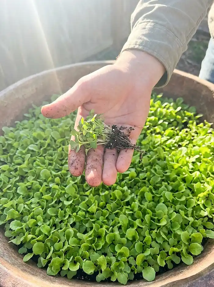 Best Salad Greens to Grow in Containers 4 Thinning baby lettuce seedlings from a densely sown container garden
