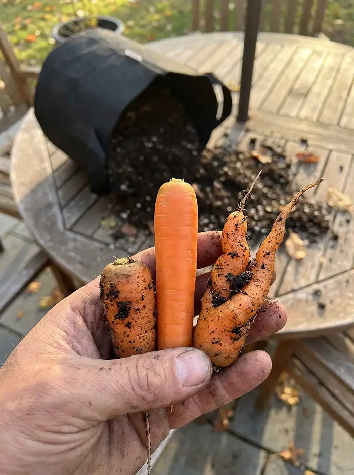 Three container-grown carrots showing straight stubby and forked roots from different depths