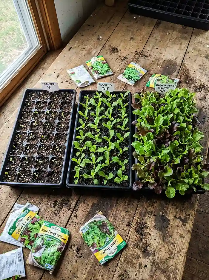 Cut and Come Again Greens 5 Three trays showing succession planting stages for continuous salad greens