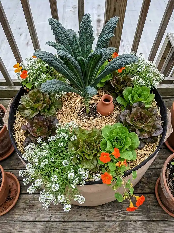 Container Gardening Mistakes 6 Thriving container garden using thriller-filler-spiller method with kale lettuce and flowers