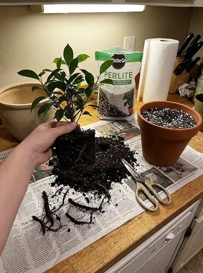 Trimming rotted roots and downsizing overpotted plant into smaller container