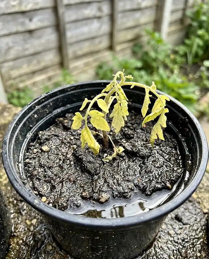 Waterlogged garden soil drowning tomato seedling roots in plastic pot