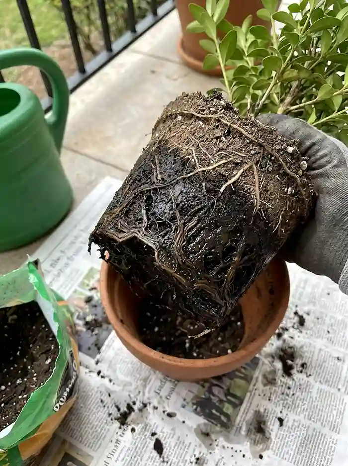 lavender plant live Buy Lavender Live Plant Royal Velvet 3.5" Pot He
