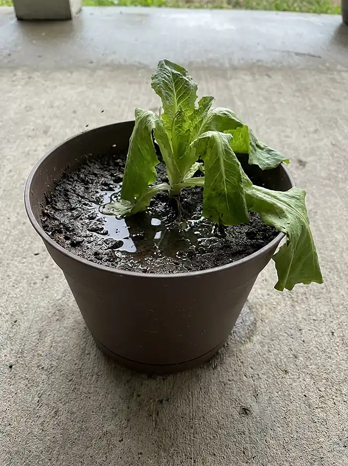 Container Gardening Mistakes 5 Container Gardening Mistakes