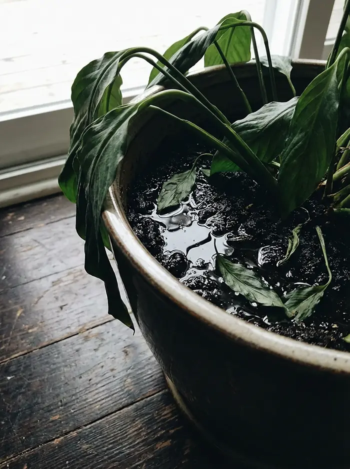 Overwatering Container Plants 2 Wilting plant in waterlogged soil showing signs of physiological drought and hypoxia