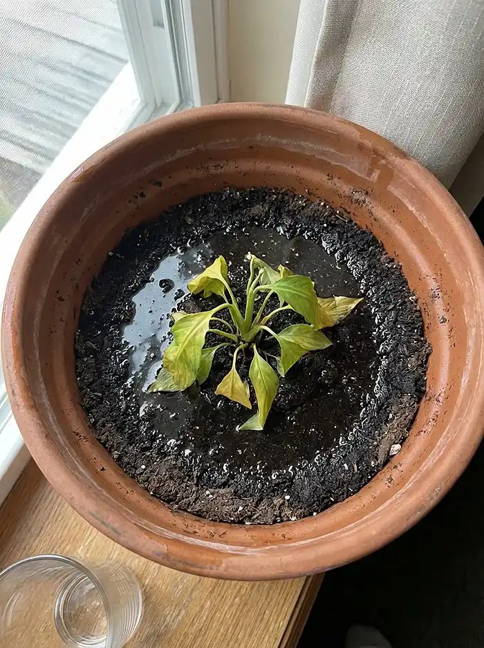 Wilting small plant surrounded by wet soil showing the soggy ring effect
