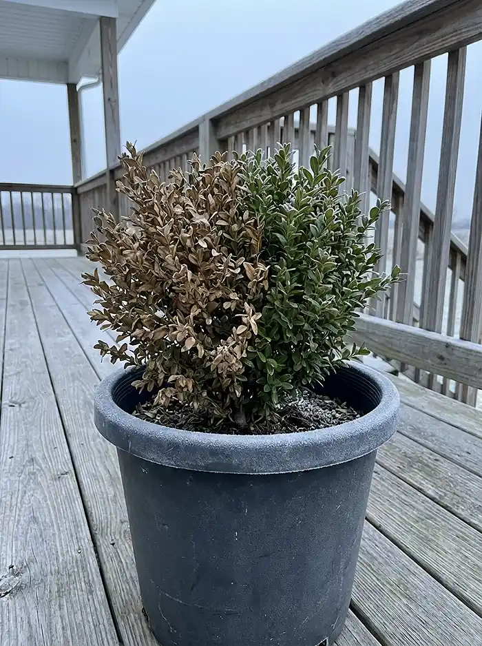 How Often Should You Water Container Plants?