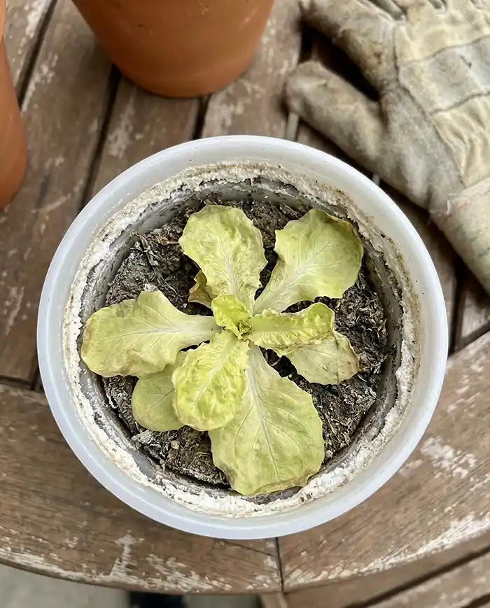 Yellowing container plant leaves showing nitrogen deficiency and salt buildup on pot rim