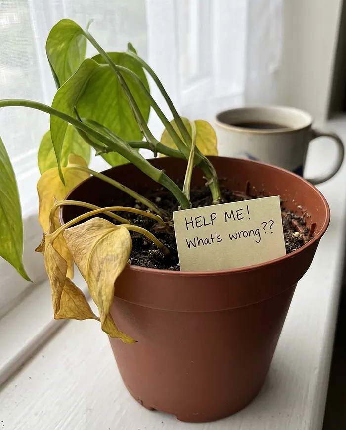 Yellowing leaves on potted plant showing nutrient deficiency signs