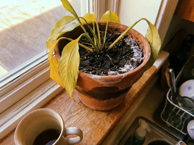 Overwatering Container Plants: Signs, Causes, and Fixes