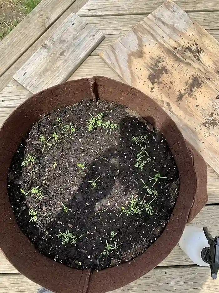 Young carrot seedlings emerging in a fabric grow bag after germination