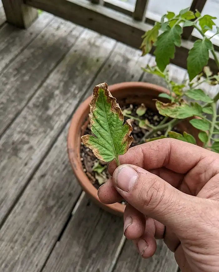 Brown crispy leaf edges showing potassium deficiency in container tomato