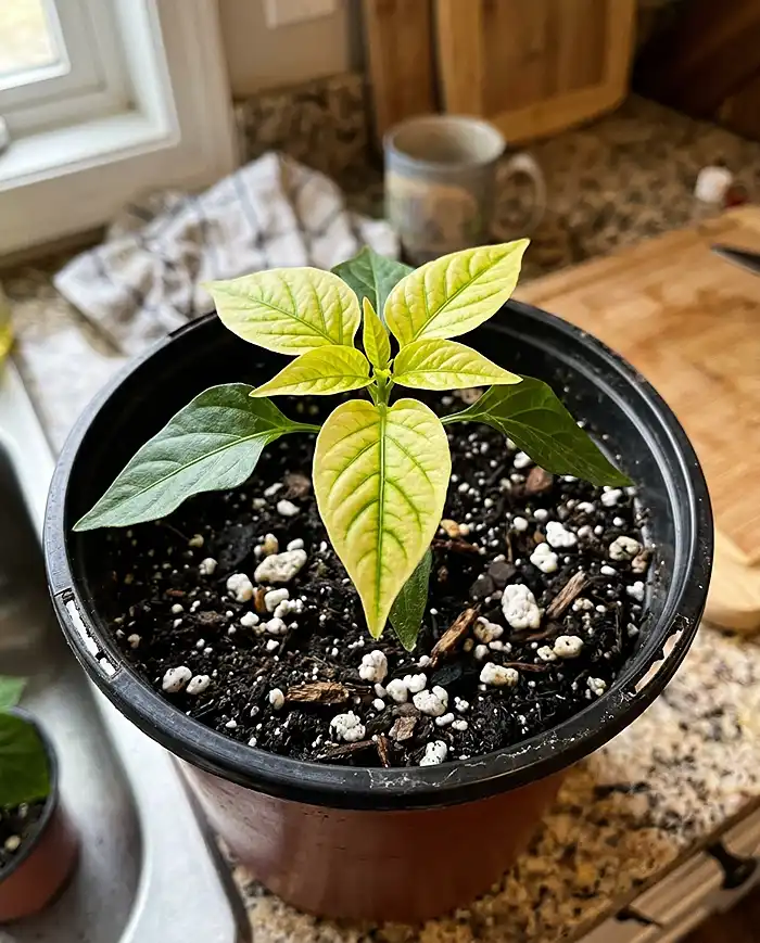 Pepper plant showing iron deficiency yellow new leaves with green veins