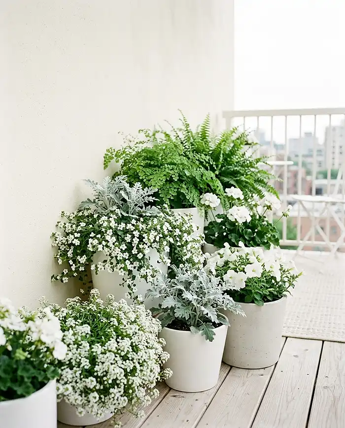 A calm white and green balcony color palette with alyssum, bacopa, Dusty Miller, and ferns