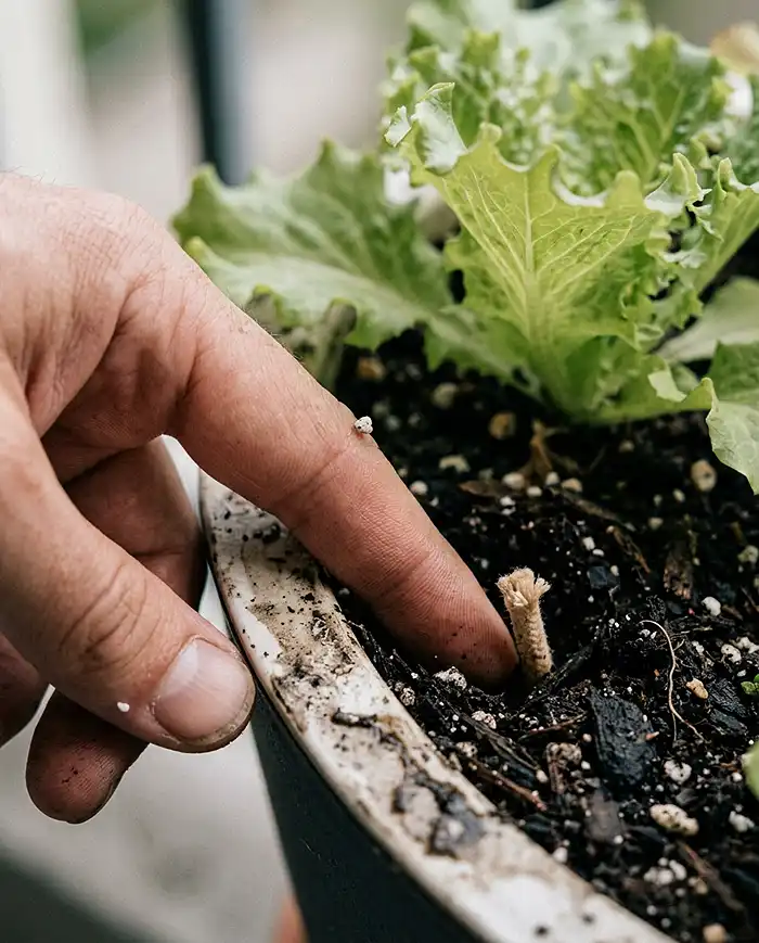 A fingertip pressed into moist potting soil beside a lettuce plant to test moisture in a wicking pot