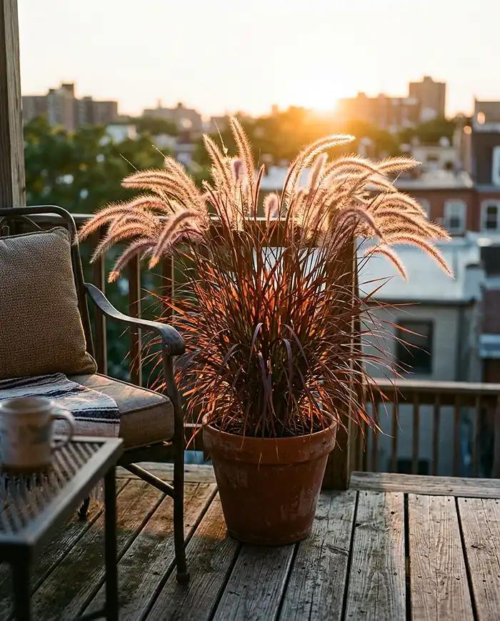 Purple fountain grass glowing translucent copper as the setting sun passes through its blades on a balcony