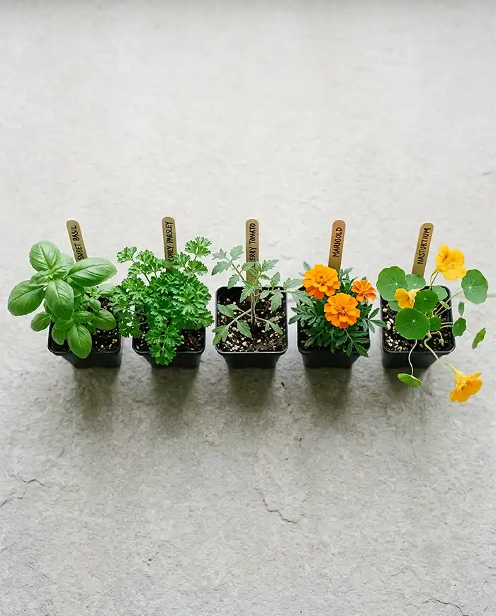 Selection of beginner-friendly patio plants including basil, parsley, cherry tomato, marigold, and nasturtium in small nursery pots