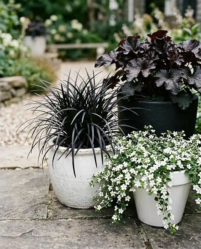 Black and White Balcony Garden Ideas 3 Small balcony garden ideas using black mondo grass in a white pot with trailing white bacopa
