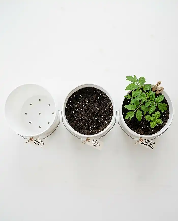 5 Gallon Bucket Garden Ideas 2 Three buckets shown side by side — one drilled, one filled with potting mix, and one planted with a tomato and basil seedling, illustrating the container setup process step by step.