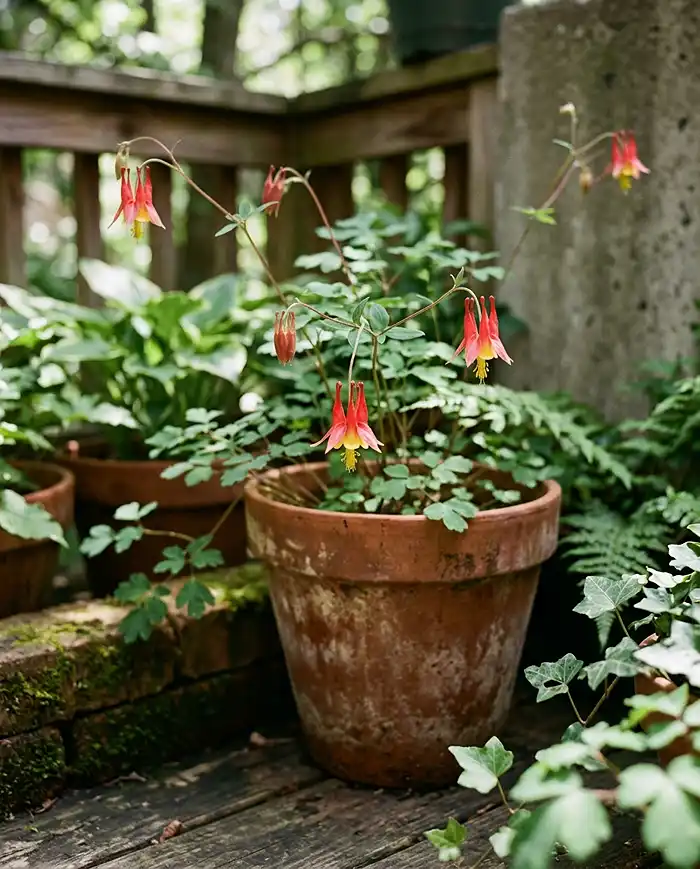 Native Flower Balcony Garden Ideas 3 Wild columbine with nodding red-and-yellow flowers blooming in a pot in a shaded balcony corner