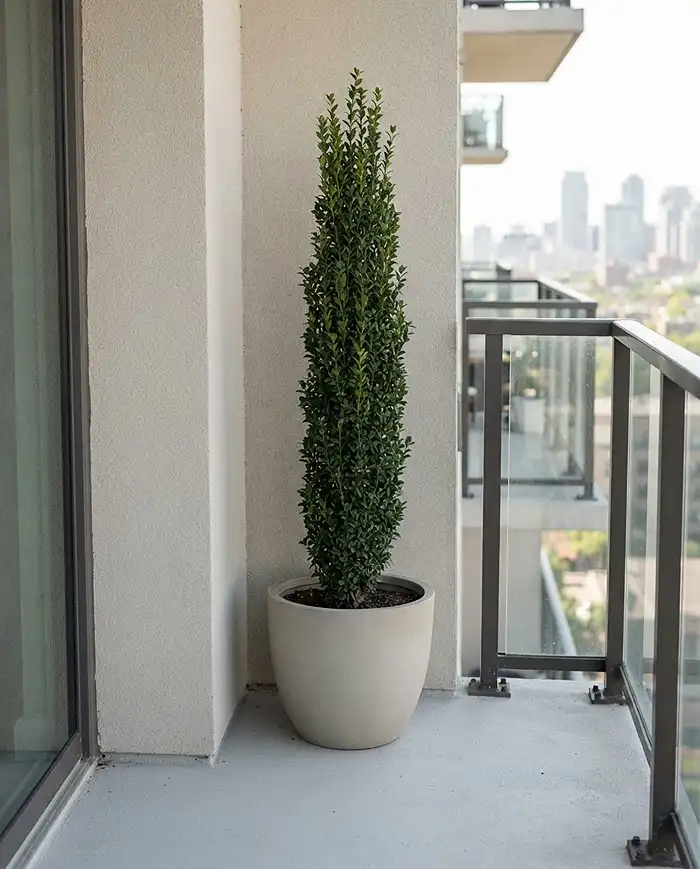 Small Balcony Garden Design That Feels Bigger 4 A tall narrow Sky Pencil holly in a slim pot anchoring a balcony corner with a tiny footprint