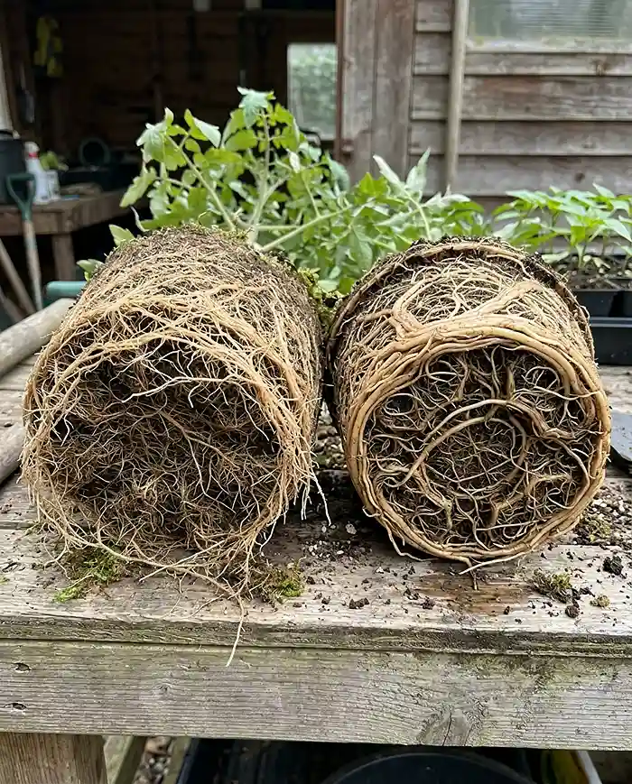 Best Grow Bags for Vegetables in Small Spaces 2 Air-pruned fibrous roots from a fabric grow bag versus circling roots from a plastic pot
