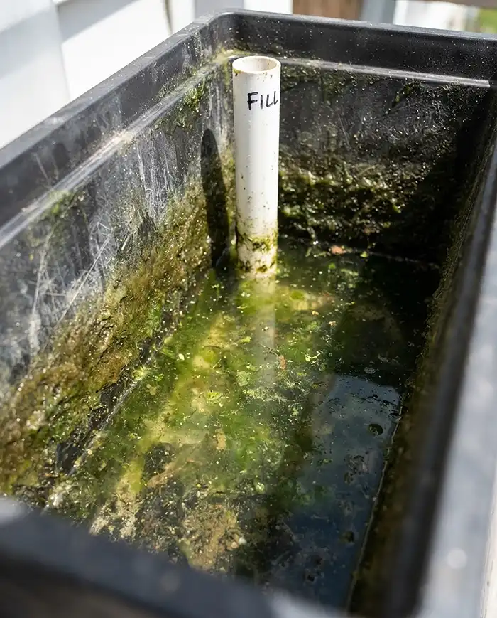 Algae growth inside a self-watering planter reservoir, a common problem to fix
