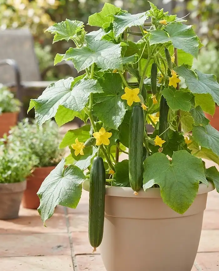 Best Cucumbers for Containers 2 Best cucumbers for containers shown by a parthenocarpic Diva plant setting seedless fruit without pollinators