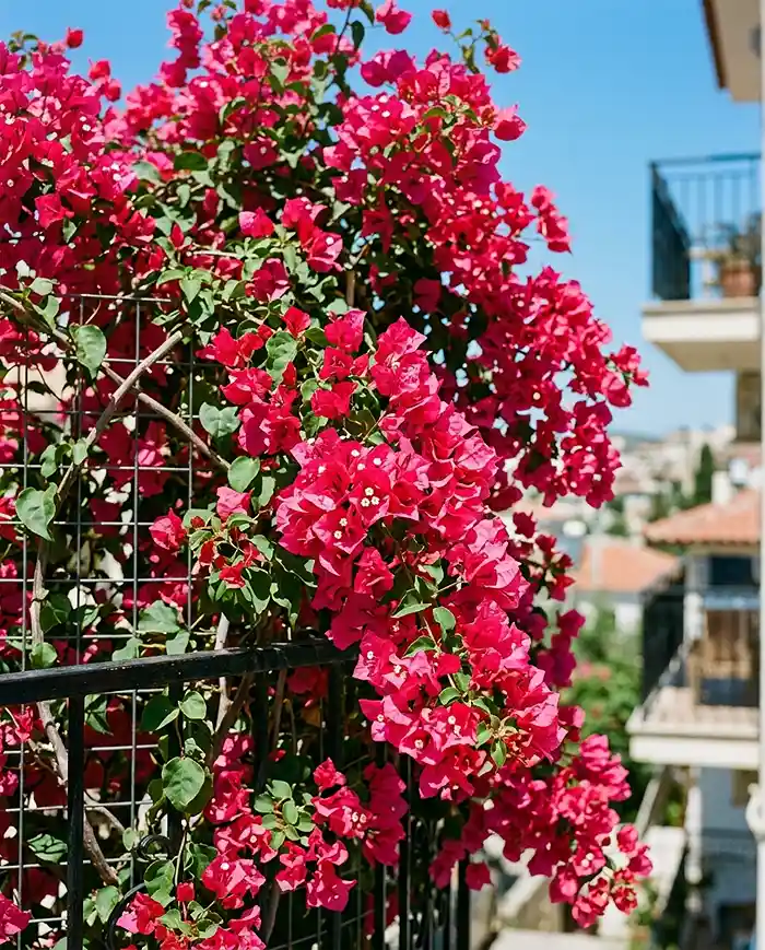Bougainvillea blooming heavily on a balcony trellis in full sun