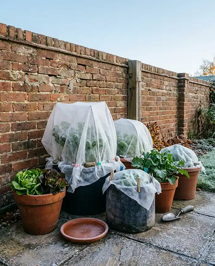 Best dwarf vegetables for pots in late summer 5 Container vegetables sheltered with row covers against a wall as temperatures drop