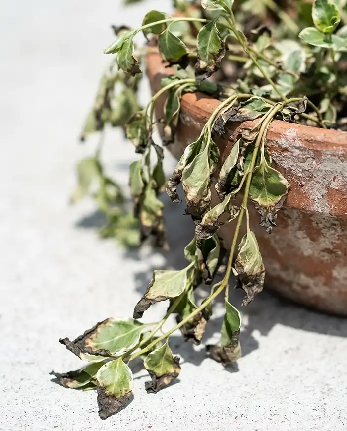 Heat Tolerant Trailing Flowers for Container Edges 5 Crispy sunburned leaf edges on trailing container foliage exposed to reflected concrete heat