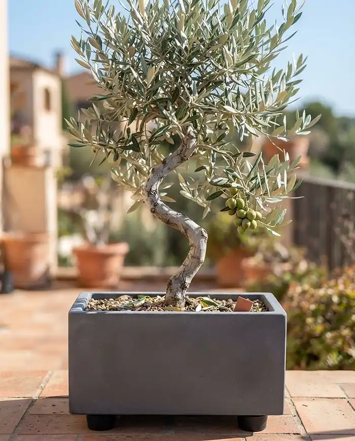 Dwarf Arbequina olive tree growing in a container on a mediterranean balcony garden with ripening olives