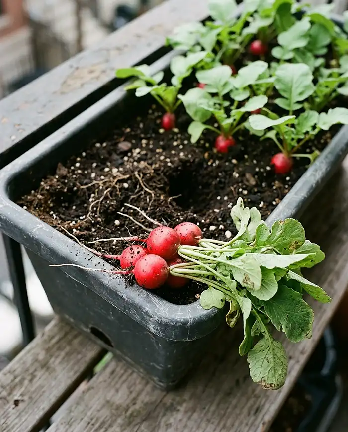 Best dwarf vegetables for pots in late summer 3 Freshly harvested Cherry Belle radishes from a shallow container