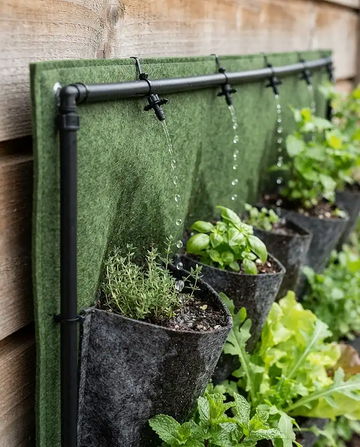 Micro-drip irrigation line running along the top of a vertical wall planter of herbs