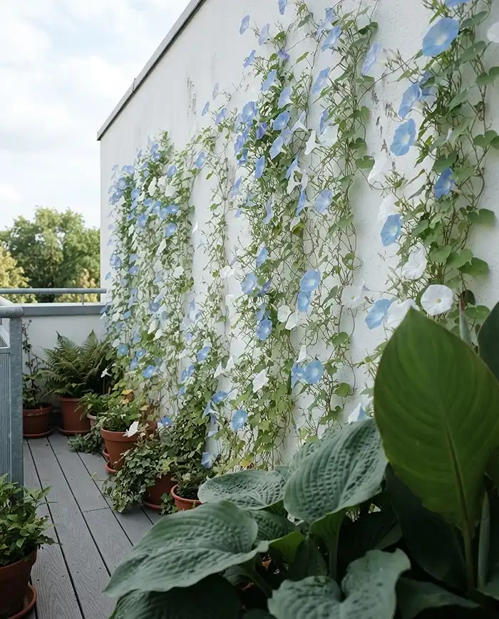 Small Balcony Garden Design That Feels Bigger 3 Small balcony garden design using cool blue blooms against a white wall to make the space feel deeper.