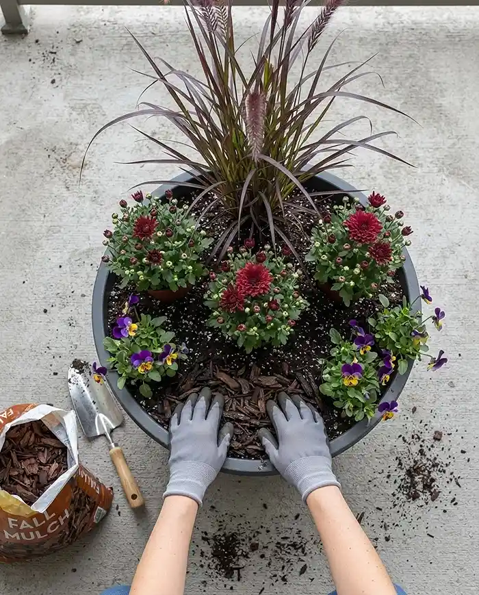 Arranging grass at the center, mums around it, and trailing violas at the edge before top-dressing a fall pot with mulch