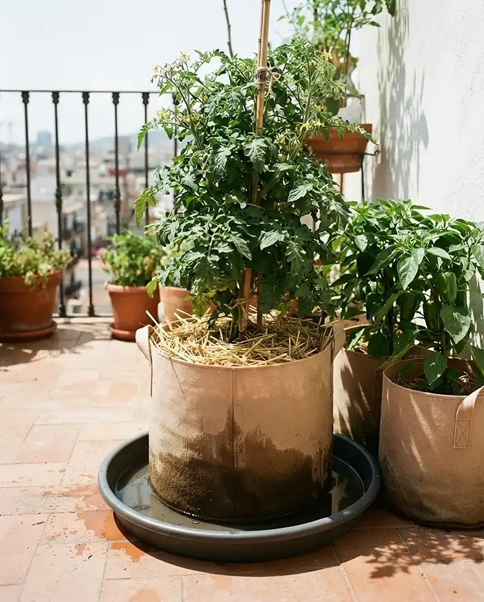 Grow Bag Size for Tomatoes Peppers and Cucumbers Guide 5 Bottom-watering a fabric grow bag in a saucer with straw mulch to fix hydrophobic soil.