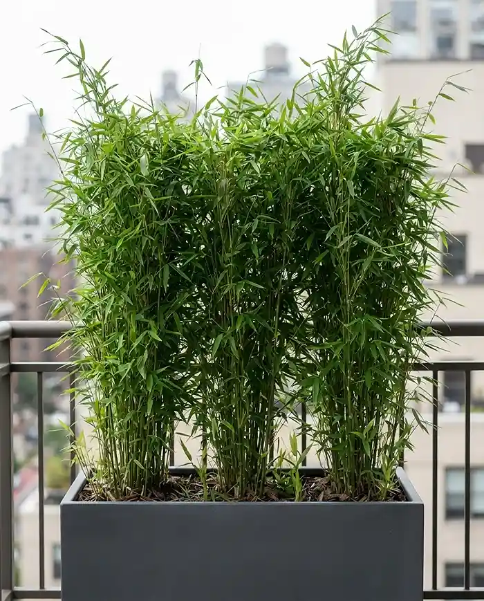 Tall Balcony Planters for Privacy That Work 3 Clumping Fargesia bamboo in tall balcony planters for privacy forming a dense evergreen screen.